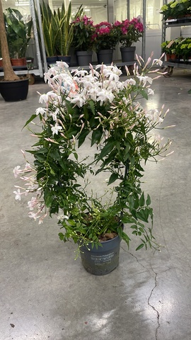 Жасмин полиантовый