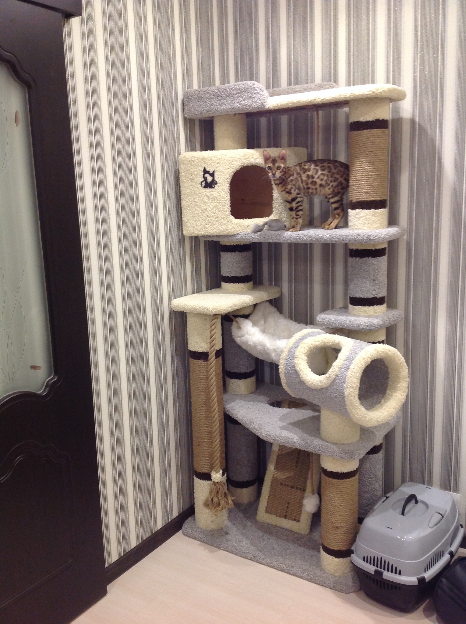 Японцы создали идеальный дом для кошек. ВИДЕО