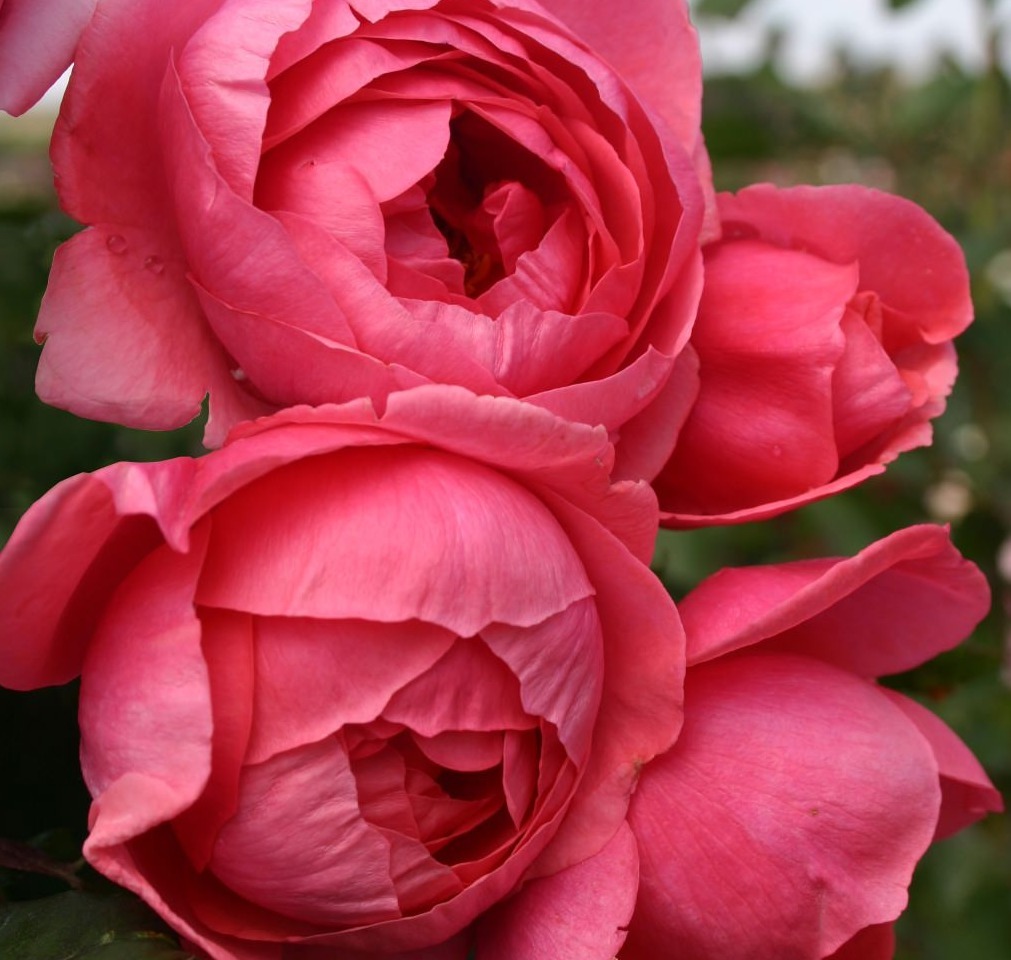 Мари Жозе роза флорибунда