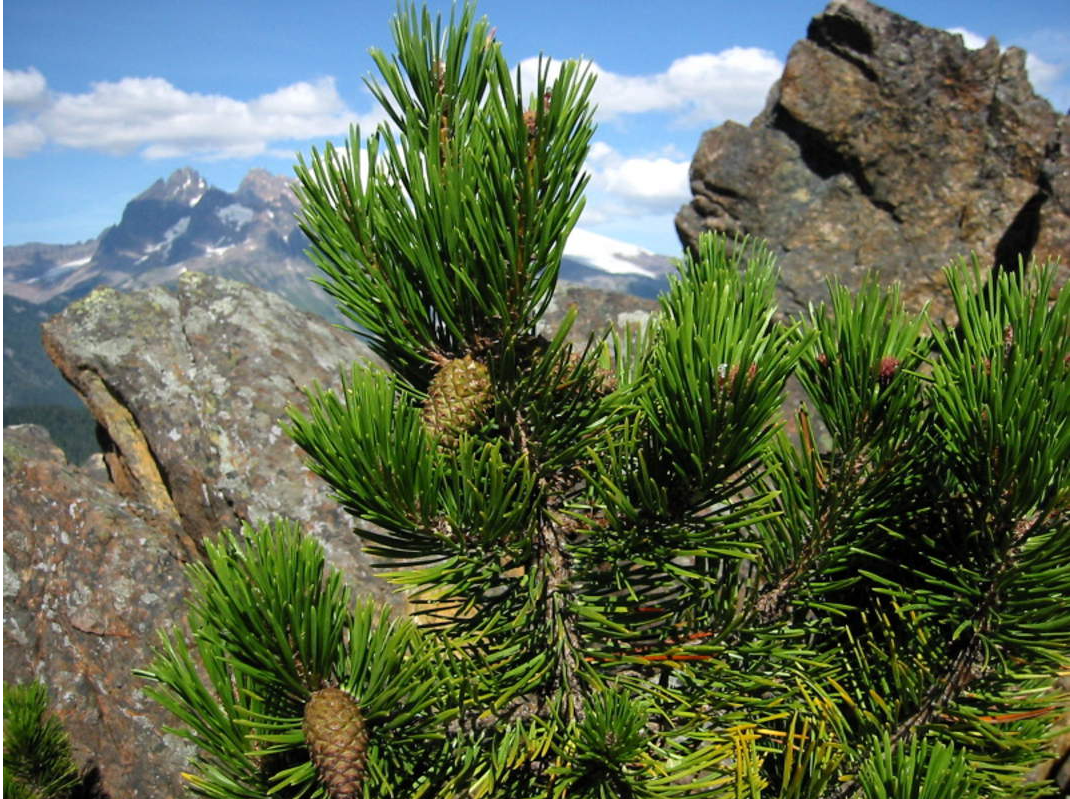 Семена Сосна Скрученная Широколистная pinus contorta latifolia