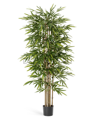 Деревья высота до 3,0м. Treez