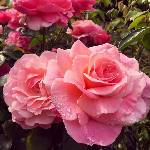ТИКЛЕД ПИНК (TICKLED PINK)