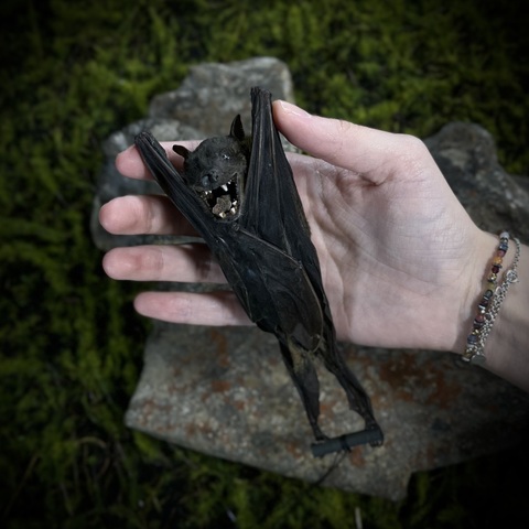 Летучая мышь в подарочной коробке