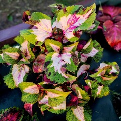 Морская фея UO колеус