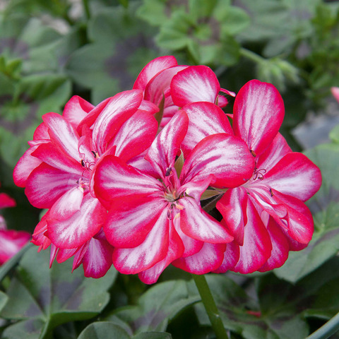 3108 Пеларгония плющелистная ROYAL CANDY CHOC (Весна 2026)