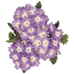 1509 Вербена EMPRESS SUN LAVENDER CHARME (ВЕСНА 2025)