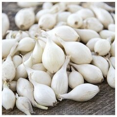 ЛУК белый БОЛЬШОЙ ДЛИННЫЙ