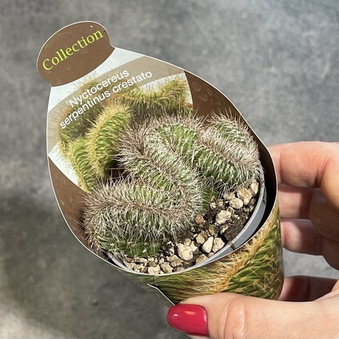 Никтоцереус Змеевидный Кристата d7