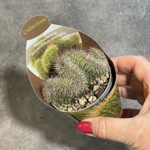 Никтоцереус Змеевидный Кристата d7