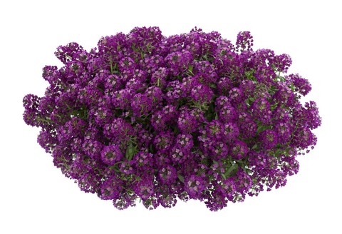 2406 Алиссум STREAM PURPLE (ВЕСНА 2025)