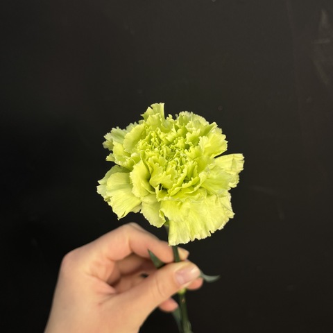 Гвоздика салатовая 60 см / 1 шт