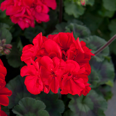 2815 Пеларгония зональная MOONLIGHT TUMBAO (Весна 2026)