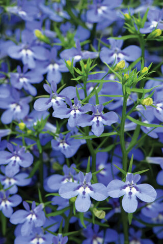 2350 Лобелия HOT WATERBLUE (ВЕСНА 2025)