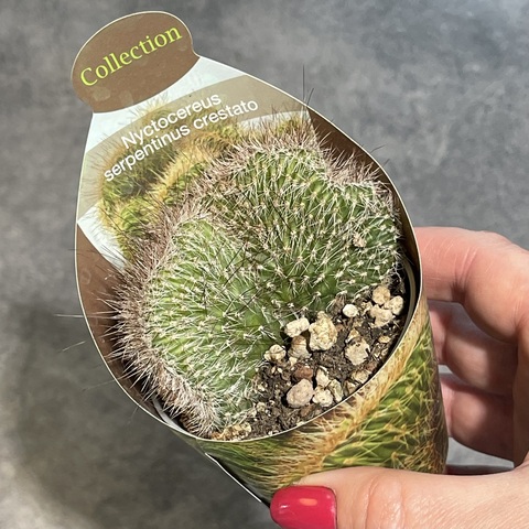 Никтоцереус Змеевидный Кристата d7