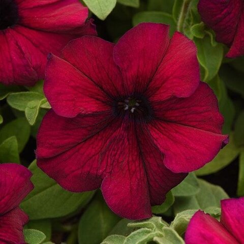 S60248 Петуния Supercascade Burgundy 10 шт.