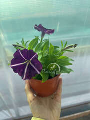 Петуния Amore Purple
