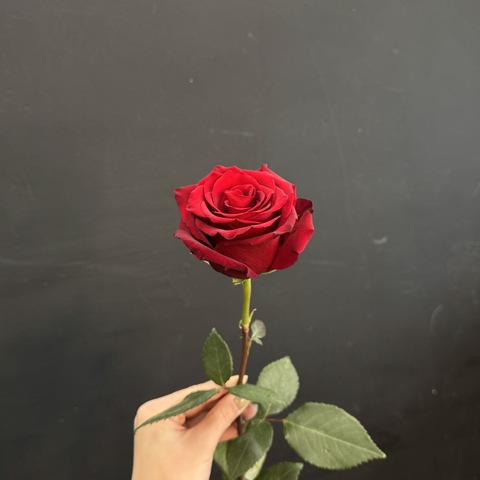 Роза красная Эксплорэр 70см