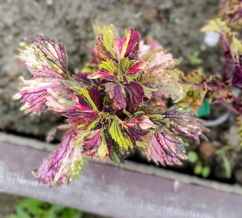 Pangan Blushing колеус