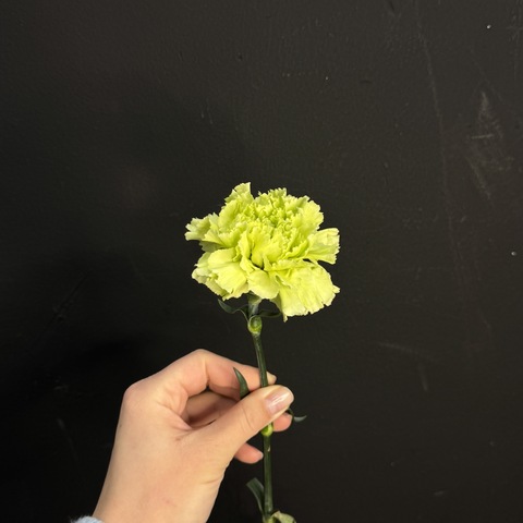 Гвоздика салатовая 60 см / 1 шт
