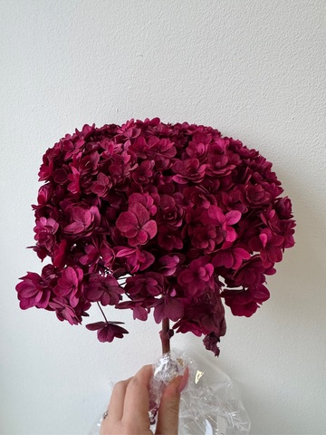 Гортензия стабилизированная сортовая Малиновый (12-15см)