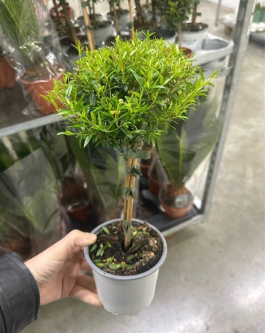 Мирт обыкновенный штамбовый