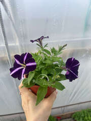 Петуния Amore Purple