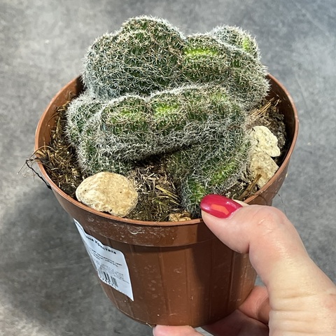 Лобивия Денсиспина Кристата d10