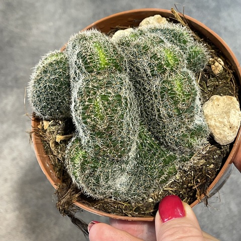 Лобивия Денсиспина Кристата d10