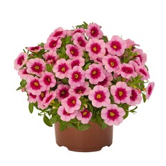 1948 Калибрахоа ALOHA KONA TIKI PINK (ВЕСНА 2025)