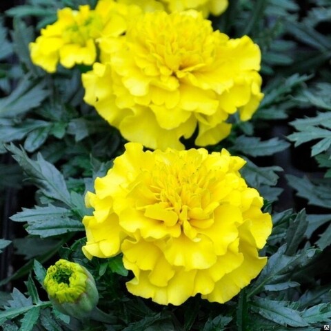S1723 Бархатцы отклоненные BONANZA YELLOW 100 шт.