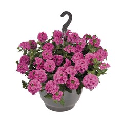 1510 Вербена EMPRESS SUN PINK (ВЕСНА 2025)