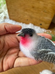 Птички серые с красной грудкой, на зажиме, перьевые, 16*4*5 см, набор 2 шт.