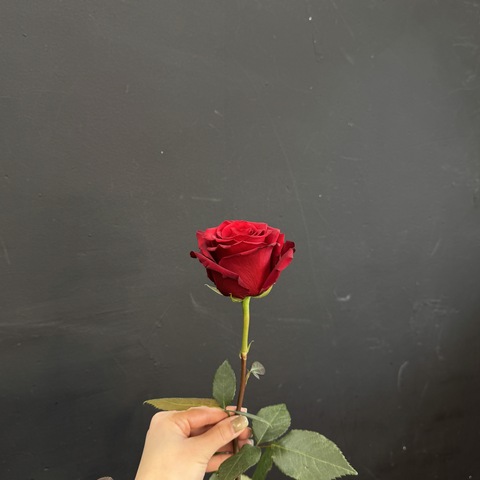 Роза красная Эксплорэр 70см