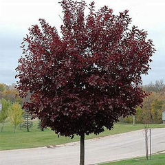 Черемуха виргинская Шуберт