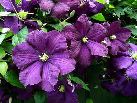 Клематис крупноцветковый Этуаль Виолетт (С2)