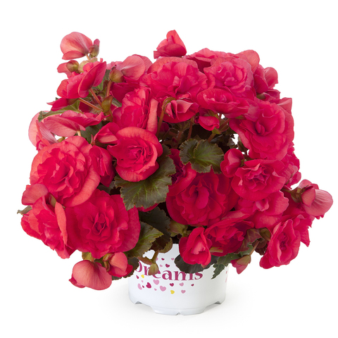 1223 Бегония SOLENIA DARK PINK (ВЕСНА 2025)