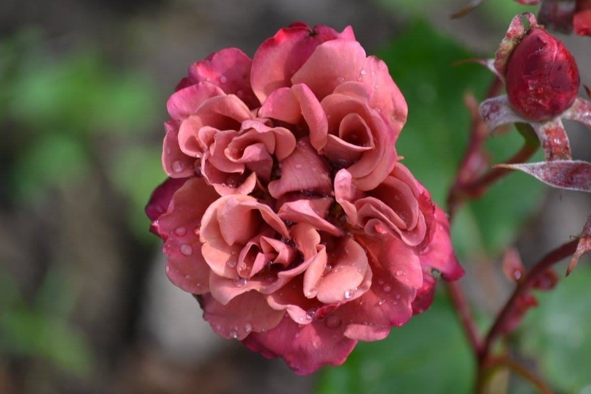 Роза ливия фото описание