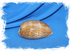 Ципрея олень (Cypraea cervus)