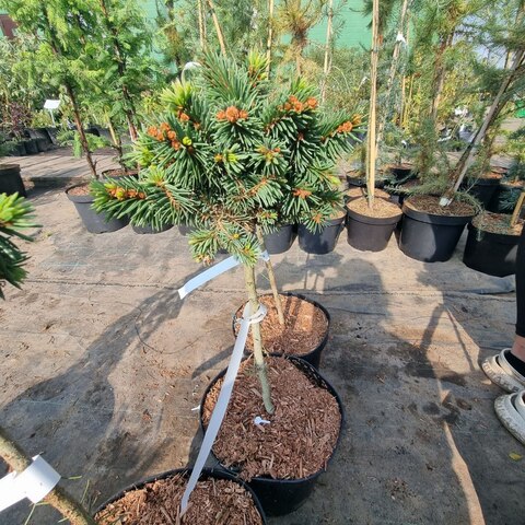 Ель обыкновенная XL| Picea abies XL 30 см на штамбе (С4)