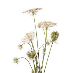 Эфирное масло Морковного Семени (Carrot Seed) - 5 мл. Compagnie des Sens