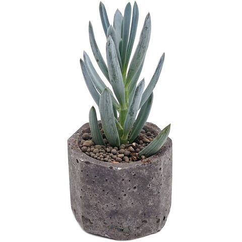 Суккулент Крестовник Клейния