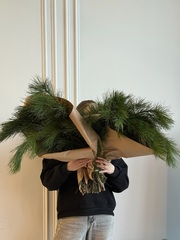 Хвоя - охапка кедр