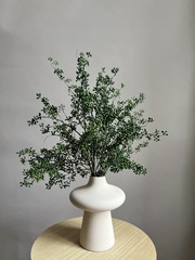 Плоды эвкалипта зеленые