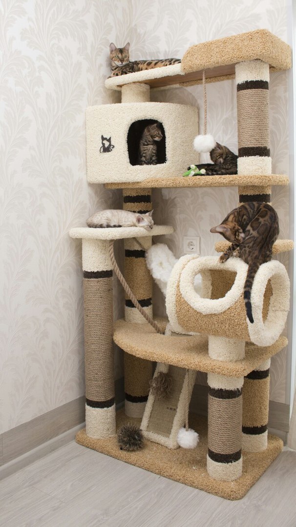 Готовые настенные комплексы для кошек от компании Мы Бобры