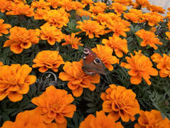 Бархатцы отклоненые оранжевые
