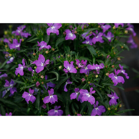 2354 Лобелия BELLA PURPLE (ВЕСНА 2025)