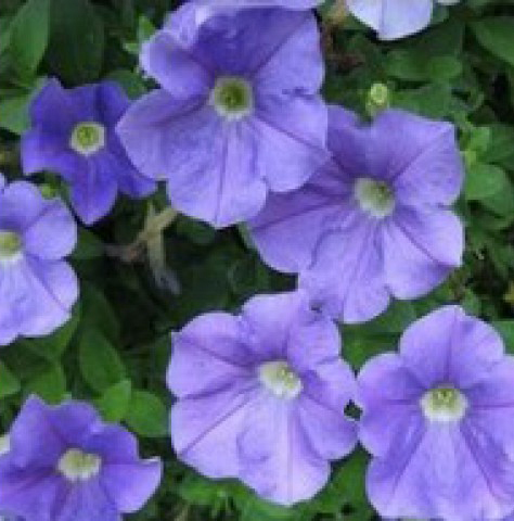 S6092 Петуния кустовая Multiflora MIRAGE LIGHT BLUE 1000 шт.