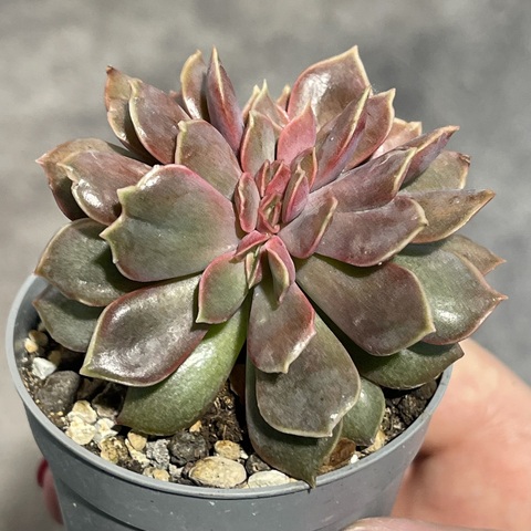 Эхеверия Мина Кристата d7