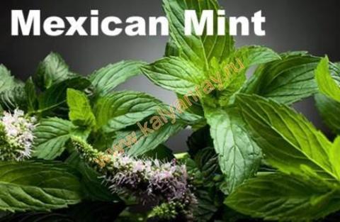 Argelini Mexican Mint