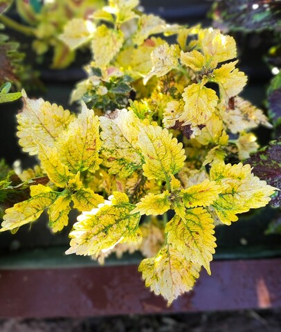 Yellow Kakariki Тай колеус